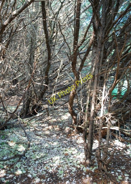 Photo 6"x4" Deep in the yew woods, Kingley Vale West Stoke\/SU8208 c2009
