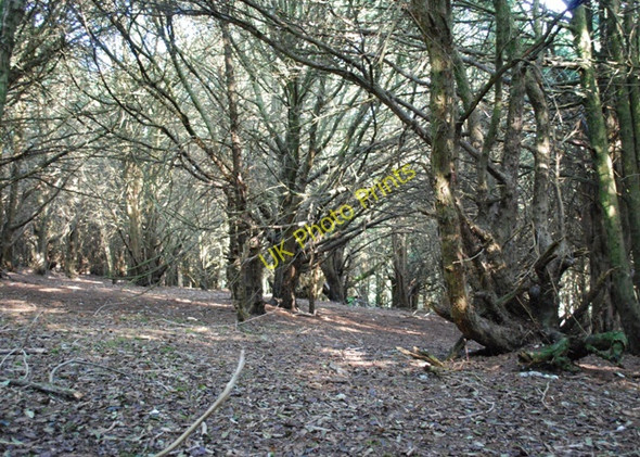 Photo 6"x4" Kingley Vale Stoughton\/SU8011 c2009