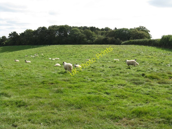 Photo 6"x4" Shrawley Sheep Shrawley c2009