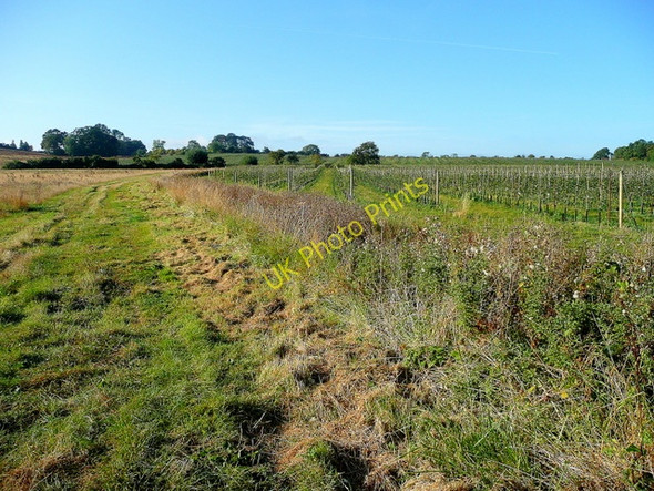 Photo 6"x4" New orchards south of Broadway Road Hinton Cross c2009