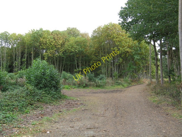 Photo 6"x4" Stand Of Trees, Shrawley Wood Noutard's Green c2009