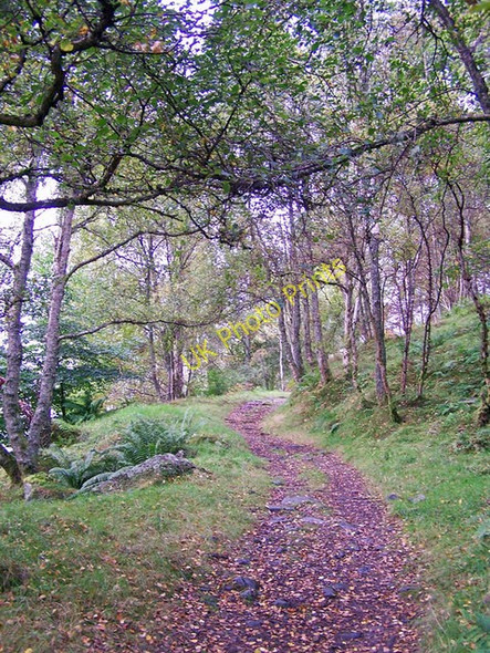 Photo 6"x4" Birnam Hill path Birnam c2009