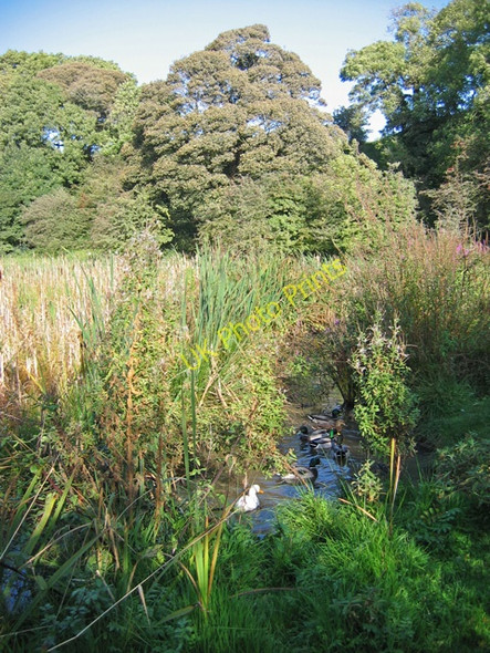 Photo 6"x4" Over Kellet Pond Over Kellet c2009