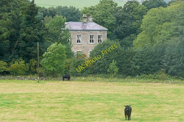 Photo 6"x4" Cattle pasture near Ingram Ingram c2009