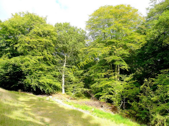 Photo 6"x4" Beeches of the Forest of Dean Worrall Hill c2009