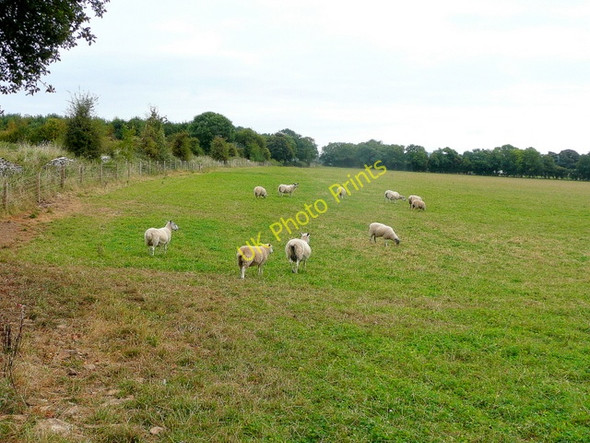 Photo 6"x4" Cotswold pasture Stow-on-the-Wold c2009