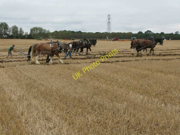 Photo 6"x4" Shire horses ploughing at the East Kent Ploughing Match Lower Heppington c2009