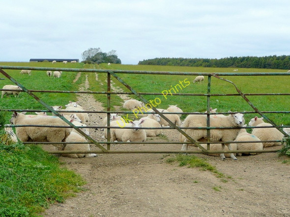 Photo 6"x4" Sheep pasture near Eastington Northleach c2009