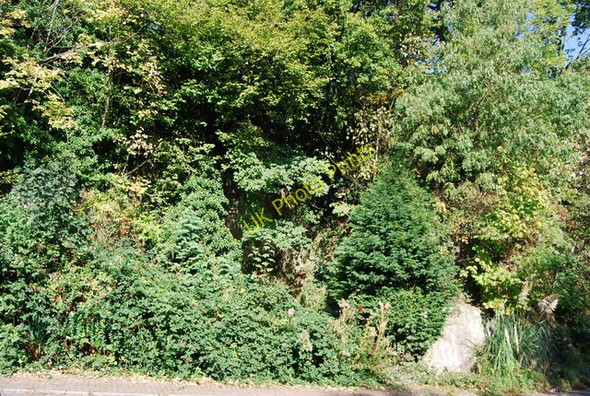 Photo 6"x4" Wildlife Garden, All Saint's Rise Royal Tunbridge Wells c2009