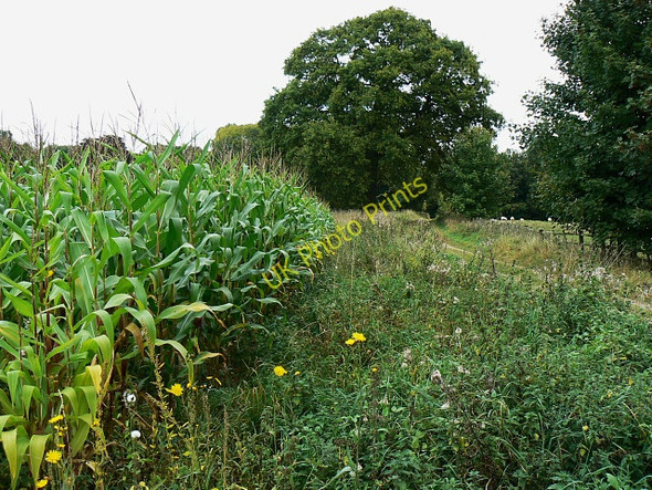 Photo 6"x4" Maize by a byway, near Finstock Fawler\/SP3717 c2009