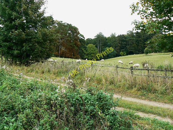 Photo 6"x4" Sheep by a byway, near Finstock Fawler\/SP3717 c2009