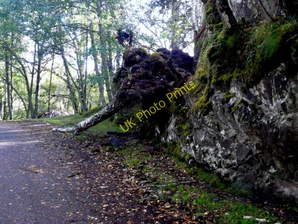 Photo 6"x4" Casualty from the storms - Glen Strathfarrar. Struy c2009