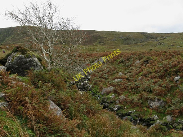 Photo 6"x4" Bush and Stream Rathgormuck c2009