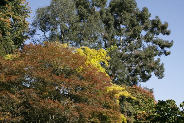 Photo 6"x4" Tree Tops, Batsford Arboretum Batsford c2009