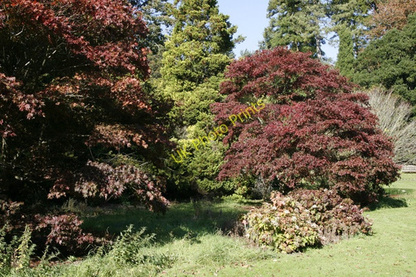Photo 6"x4" Autumn Reds, Batsford Arboretum Batsford c2009