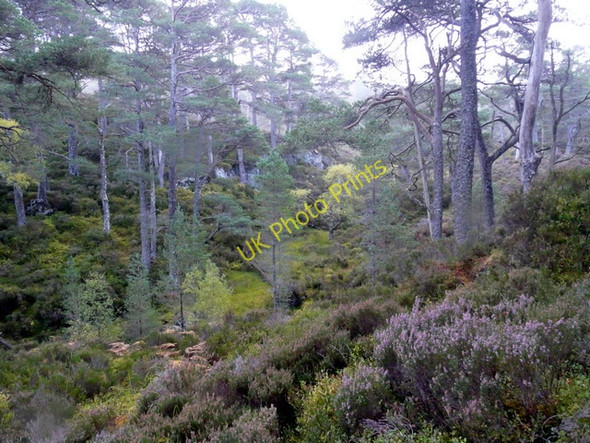 Photo 6"x4" Woodland, Glen Strathfarrar. Coille an Ath c2009