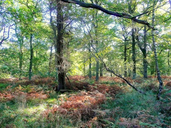 Photo 6"x4" The Forest of Dean at Stonyhill Green Ellwood c2009