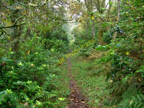 Photo 6"x4" The Cateran Trail, Bamff Alyth c2009 P1