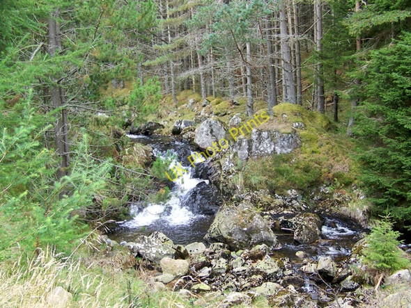 Photo 6"x4" Fee Burn, Glen Doll Forest Acharn\/NO2876 c2009