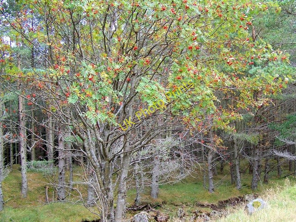 Photo 6"x4" Mountain ash beside the Fee Burn Acharn\/NO2876 c2009