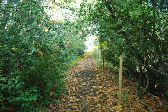 Photo 6"x4" Footpath through Irons Wood Oakhurst\/TQ5450 c2009