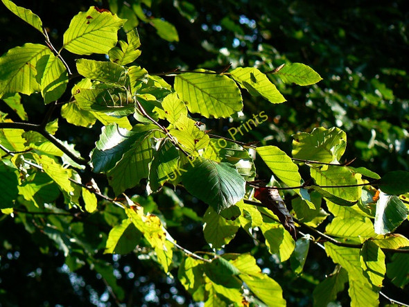 Photo 6"x4" Beech leaves, Roundway Hill Covert, Roundway CP Roundway c2009