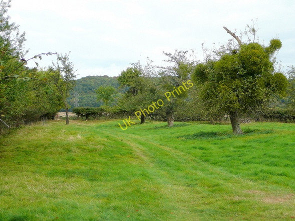 Photo 6"x4" Old orchard at Great Washbourne Great Washbourne c2009