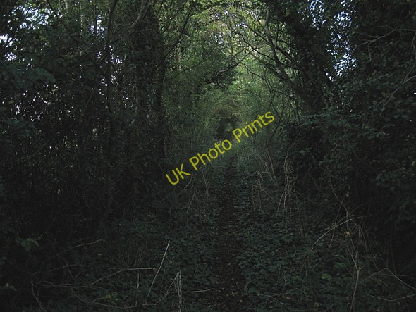 Photo 6"x4" Overgrown Laneway Maddockstown c2009