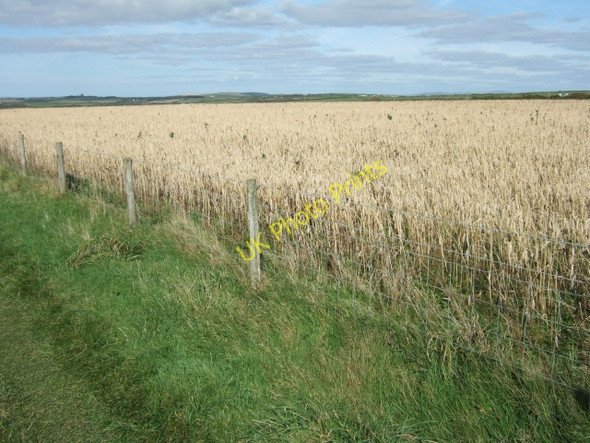 Photo 6"x4" Barley field beside coast path near Druidston Druidston c2009