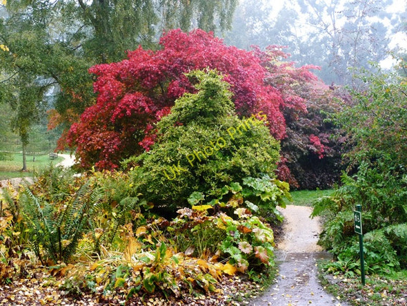 Photo 6"x4" Red Leaves in the Rain, Batsford Arboretum  (7) Batsford c2009