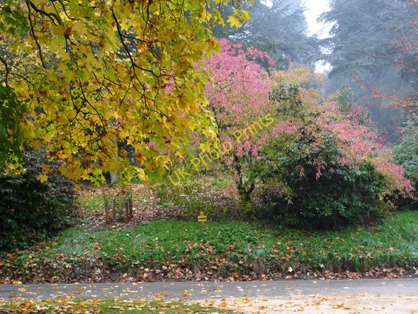 Photo 6"x4" Colourful Leaves, Batsford Arboretum Batsford c2009