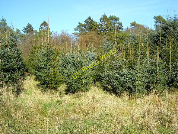 Photo 6"x4" Forest Near Laggan Barrhill\/NX2382 c2009