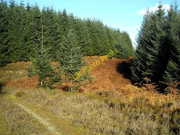 Photo 6"x4" Track in Whitefell Plantation Barrhill\/NX2382 c2009