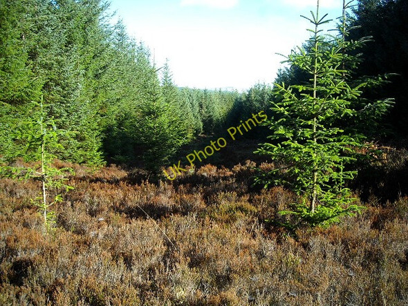 Photo 6"x4" Gap in Whitefell Plantation Barrhill\/NX2382 c2009