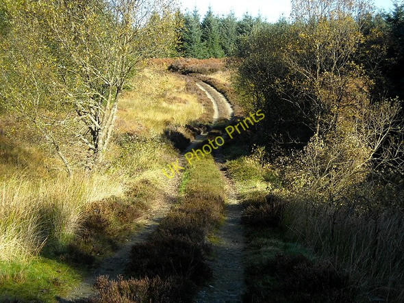 Photo 6"x4" Track in Whitefell Plantation Barrhill\/NX2382 c2009