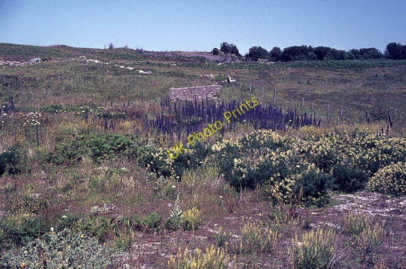 Photo 6"x4" Flower-rich grassland, Wingletang Down, St Agnes, Scilly Hugh Town c1972 P1