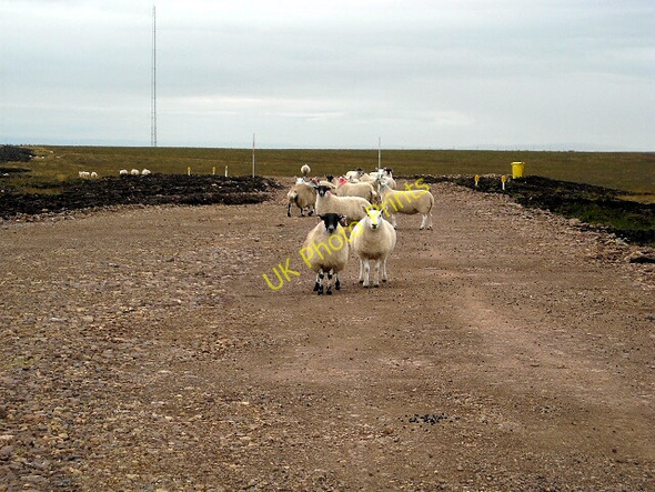Photo 6"x4" Sheep on Windfarm Track Dunton Water c2009