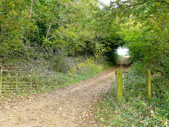 Photo 6"x4" Byway through Stanway Ash Wood Taddington\/SP0831 c2009