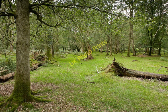 Photo 6"x4" Warwickslade Cutting: original stream bed Bank\/SU2807 c2009