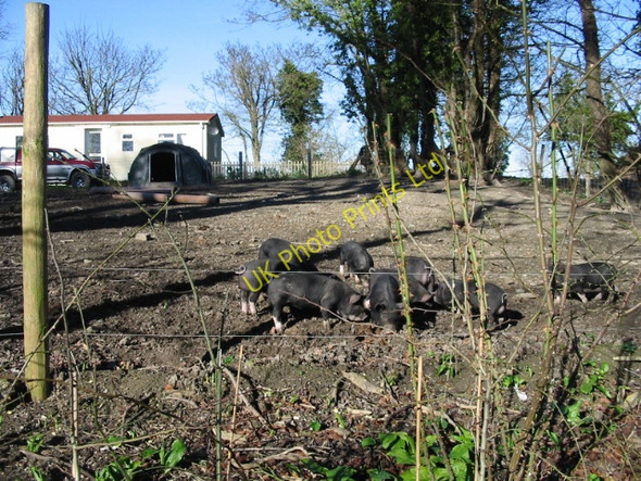 Photo 6"x4" Piglets in a field on Hay Lane Ham\/TR3254 c2008