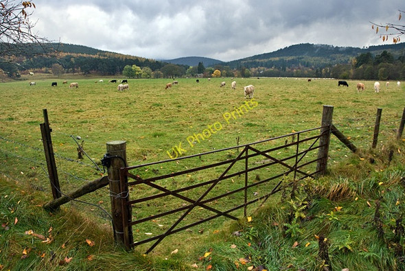 Photo 6"x4" Across the fields near Bridge of Tanar Millfield\/NO4896 c2009