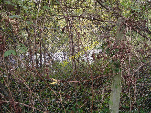 Photo 6"x4" Here be trains (once upon a time) Wimborne Minster c2009