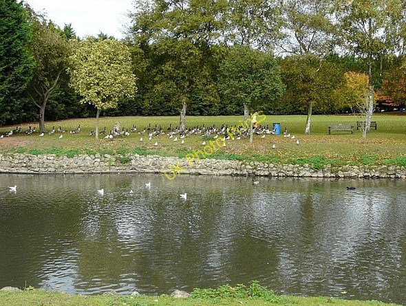 Photo 6"x4" Lady feeding geese at The Friars Aylesford c2009