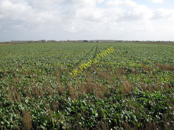 Photo 6"x4" Sugar beet Prickwillow c2009