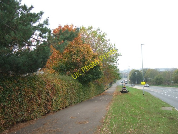 Photo 6"x4" Hedge on Sowton Industrial Estate Sandy Gate\/SX9691 c2009