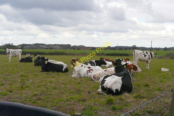 Photo 6"x4" Cattle near Manor House Cottages Satmar c2009