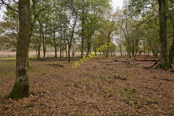 Photo 6"x4" Warwickslade Cutting: filled in Bank\/SU2807 c2009 P3