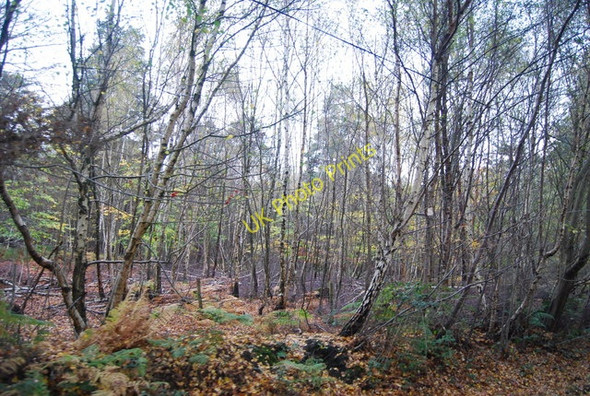 Photo 6"x4" Oxpasture Wood Bells Yew Green c2009