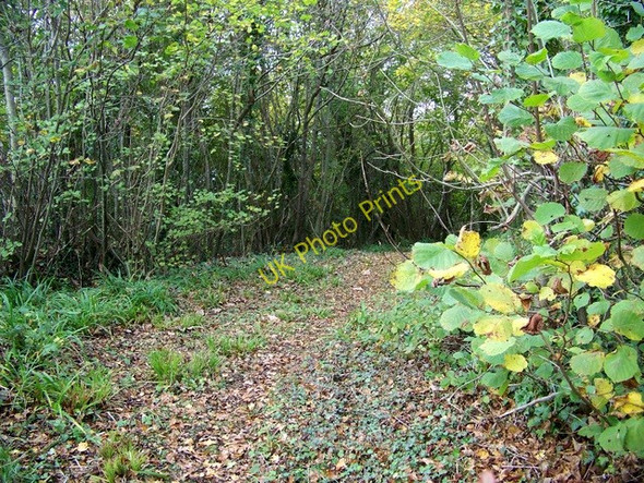 Photo 6"x4" Footpath near Longburton Sherborne\/ST6316 c2009