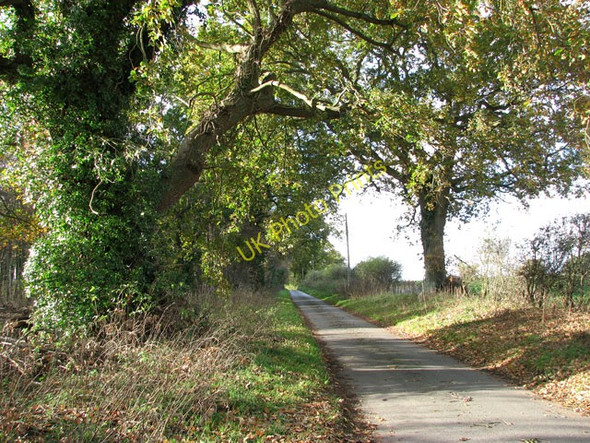 Photo 6"x4" Boundary Road past Craft Plantation Thurlton Links c2009